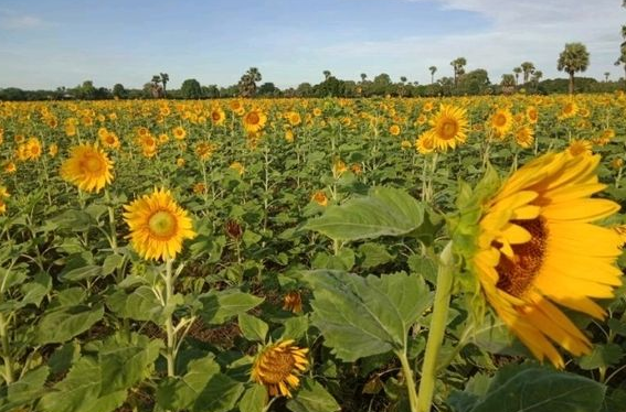 实皆省甘布鲁县区冬季种植的近3千英亩向日葵已完成采收工作