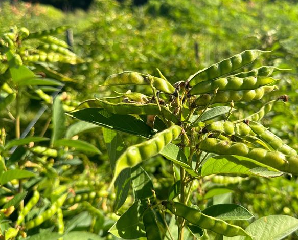 实皆省茂叻专区冬季期间种植的大豆7千多英亩已完成采收工作