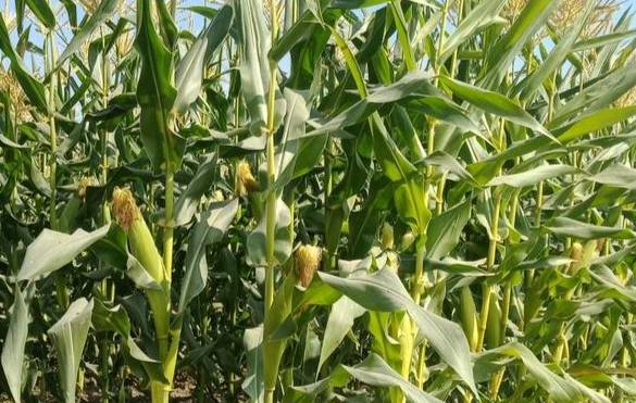 伊洛瓦底省马乌宾县区冬季期间种植的玉蜀黍已全部完成采收工作
